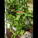 Eines der etwa 2160 Wolfsmilchgewächse?